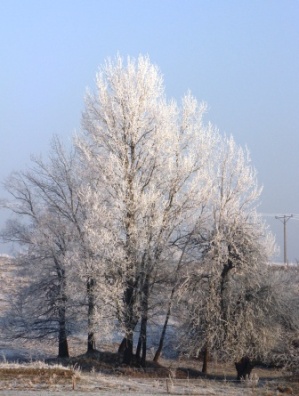 szadź4.JPG