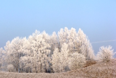 szadź3.JPG
