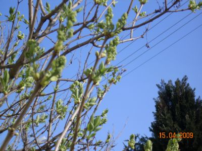 c 057.jpg