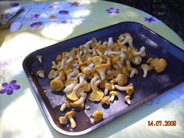 c 006.jpg