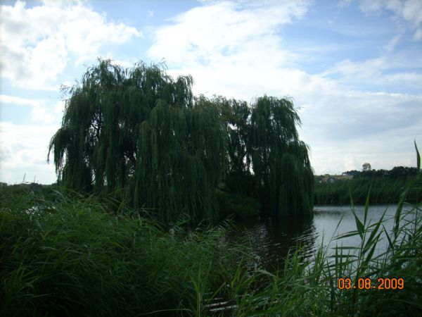 wierzby nad zalewem w Rawie Maz..jpg