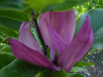 magnolia raz jeszcze.jpg