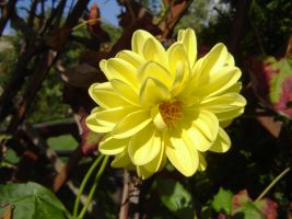 dalia1.jpg