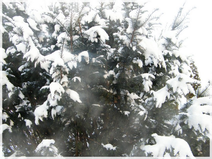 p 017.jpg