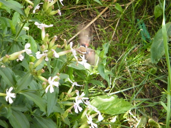 sierpień2010 015.jpg
