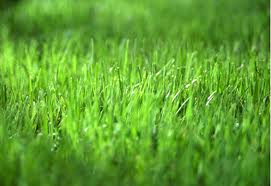 grass1.jpg