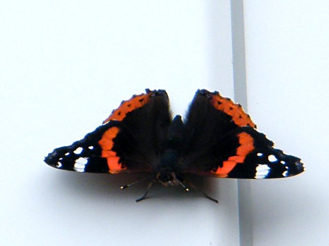 DSCF4931.JPG