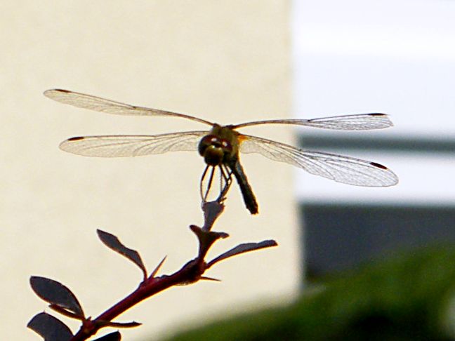 DSCF5099.JPG