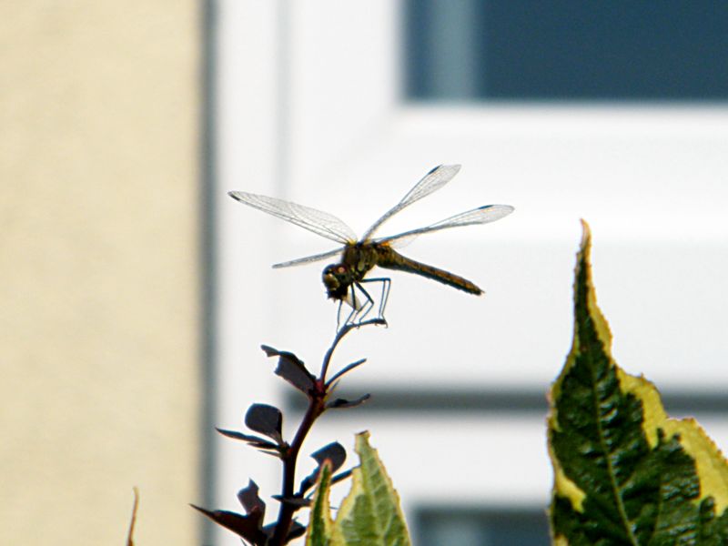 DSCF5090.JPG