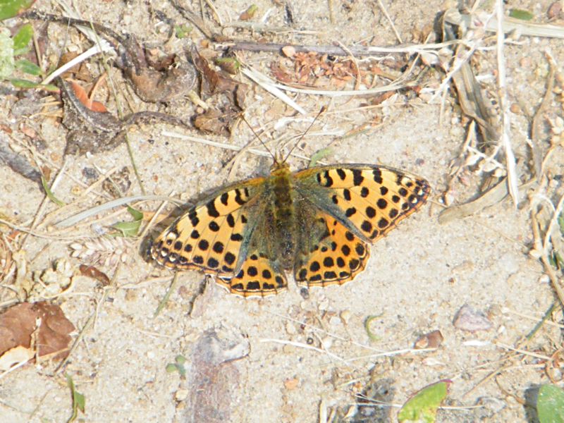 DSCF5081.JPG
