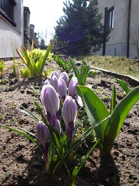 2008-03-25 wiosna.JPG