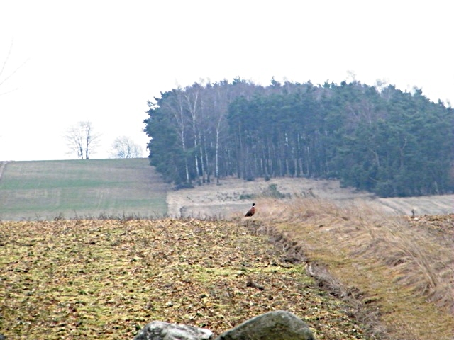 DSCF6590.JPG