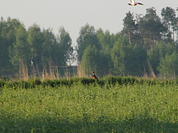 DSCF6710.JPG