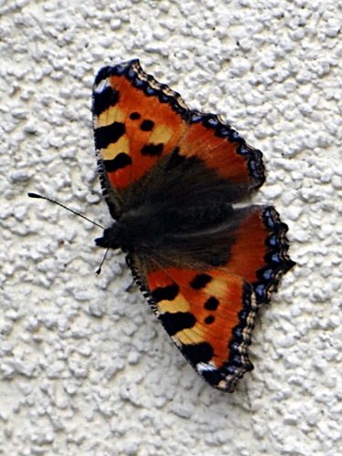 DSC01456.JPG
