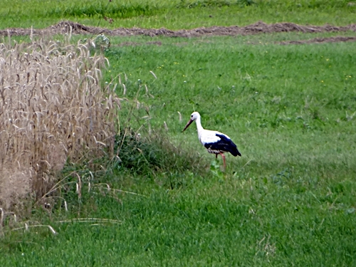 DSC01474.JPG