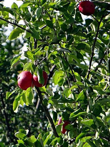 DSC01484.JPG