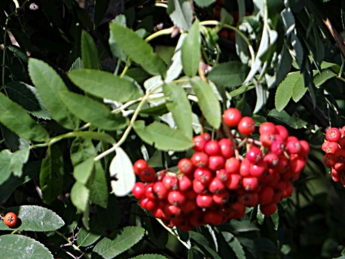 DSC01486.JPG