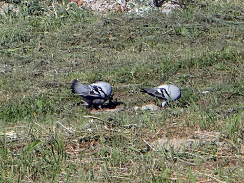 DSC01490.JPG
