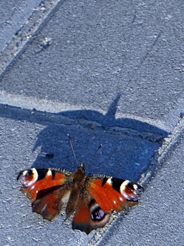 DSC01495.JPG