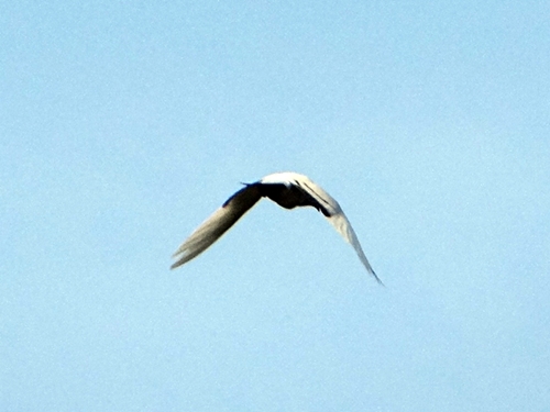 DSC01515.JPG