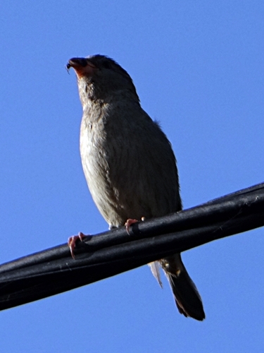 DSC01523.JPG