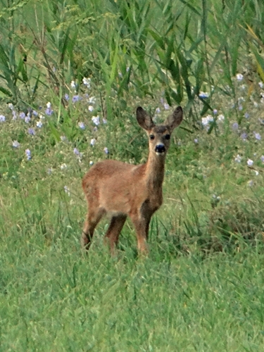 DSC01603.JPG