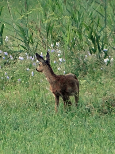 DSC01602.JPG