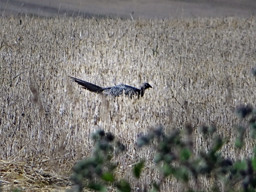 DSC01779.JPG