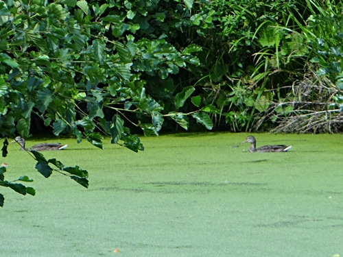 DSC01795.JPG