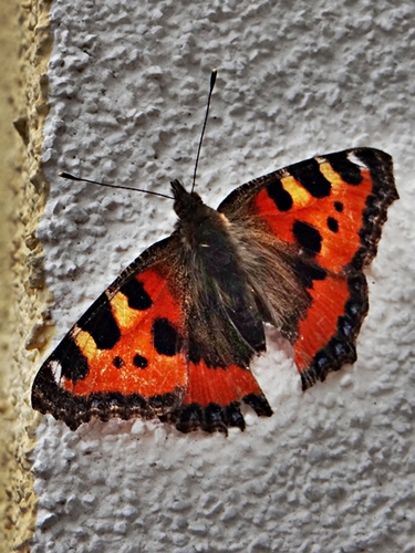 DSC01865.JPG