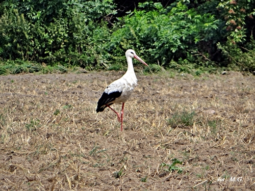 DSC02219.JPG