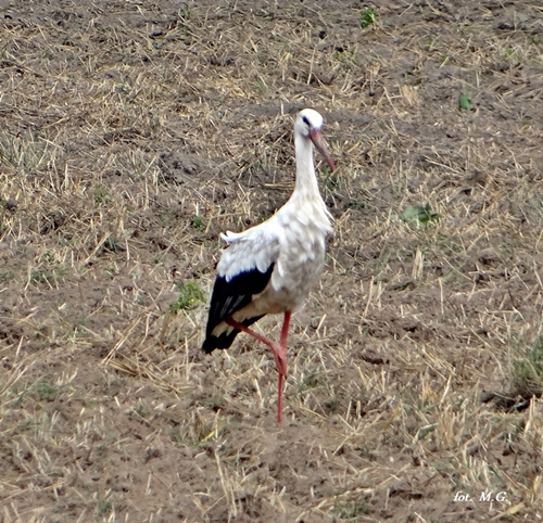 DSC02217.JPG