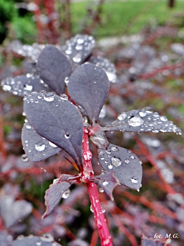 DSC02245.JPG