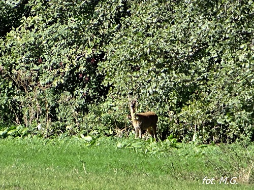 DSC02500.jpg