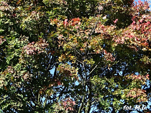 DSC02491.jpg
