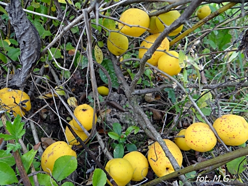 DSC02635.JPG