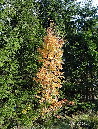 DSC02697.JPG
