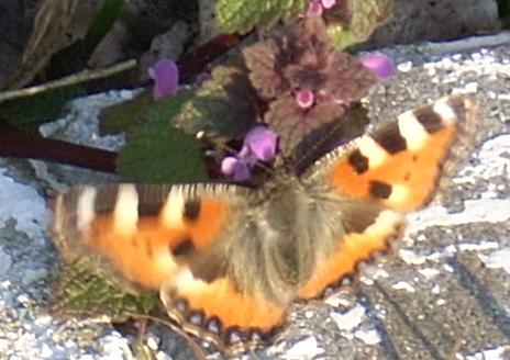motyl.JPG