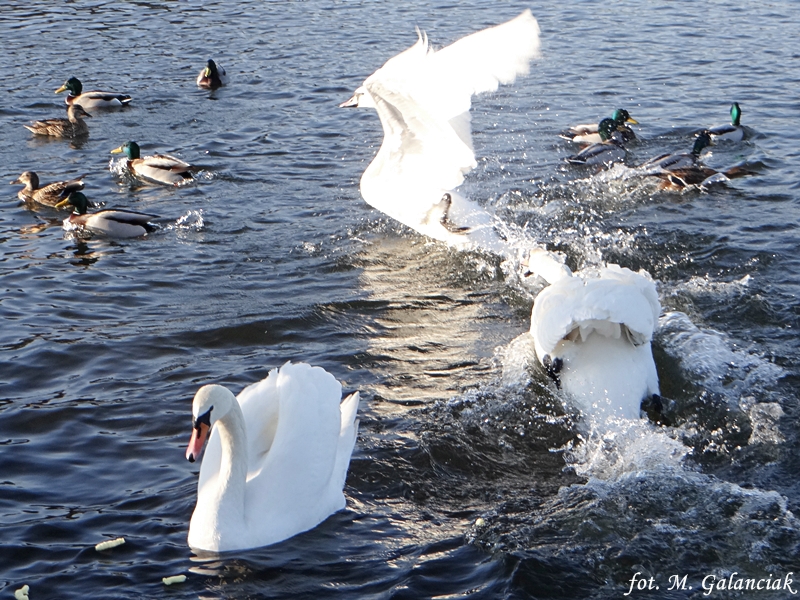 DSC02231.JPG