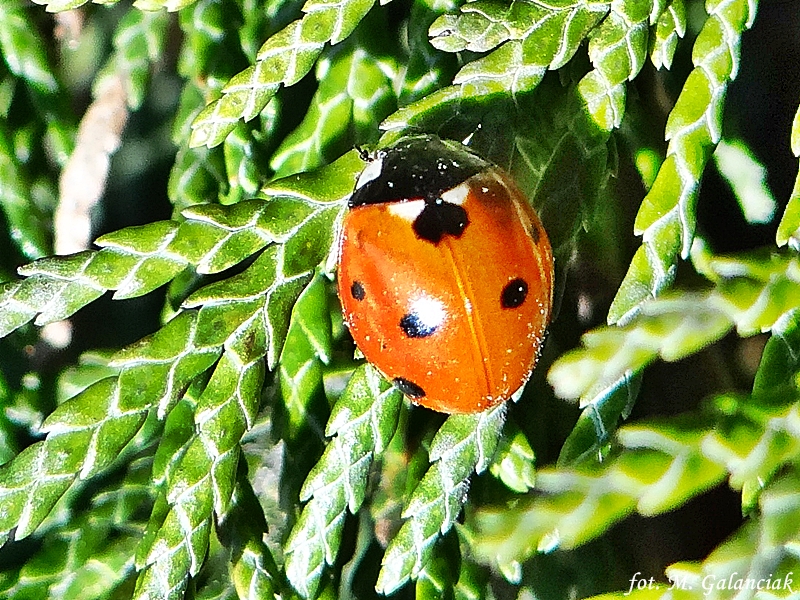 DSC03508.JPG