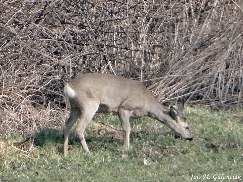 DSC03654.JPG