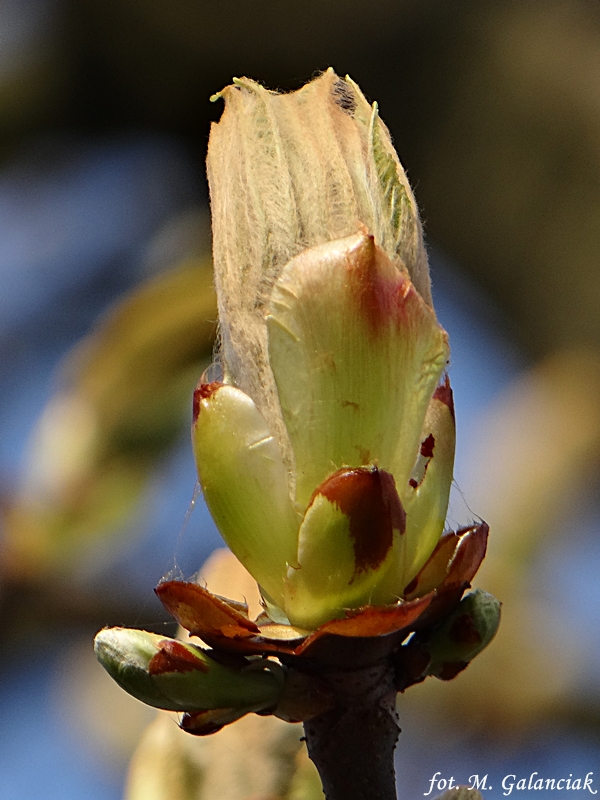 DSC04259.JPG