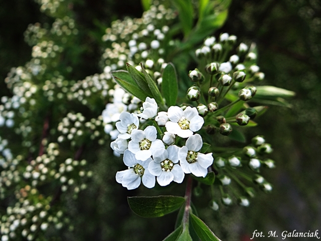 DSC04366.JPG
