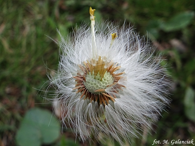 DSC04358.JPG