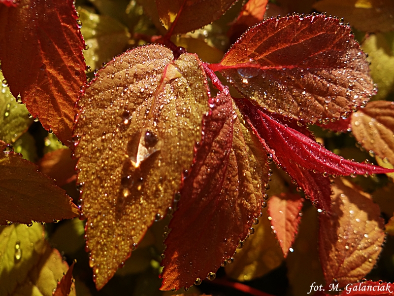 DSC04523.JPG