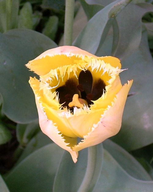 żółty tulipan.jpg
