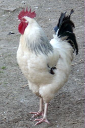 kogut.jpg