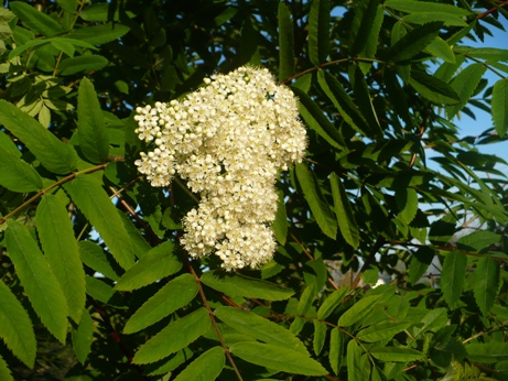 P1050980.JPG