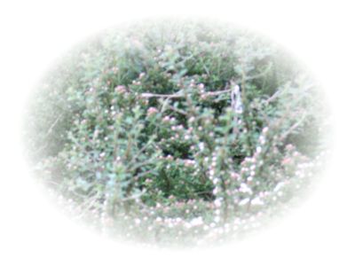 nn 037.jpg