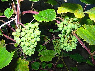 P1060631.JPG